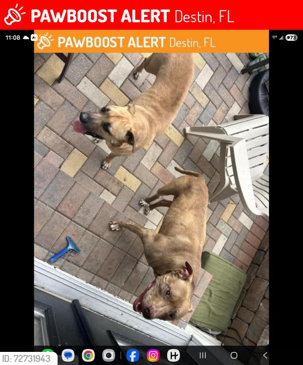 Lost Male Dog last seen Benning and legion , Destin, FL 32541