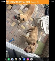 Lost Male Dog last seen Benning and legion , Destin, FL 32541