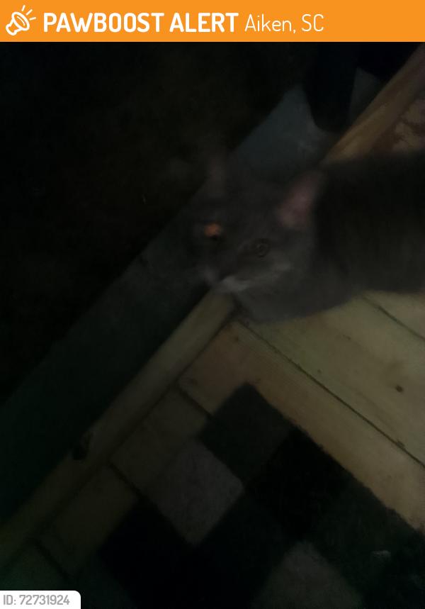 Found/Stray Female Cat last seen Ward circle / Crawford , Aiken, SC 29801