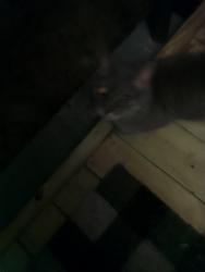 Found/Stray Female Cat last seen Ward circle / Crawford , Aiken, SC 29801