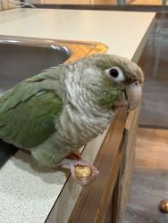 Lost Female Bird last seen Academy North TARRANT , Fort Worth, TX 76137