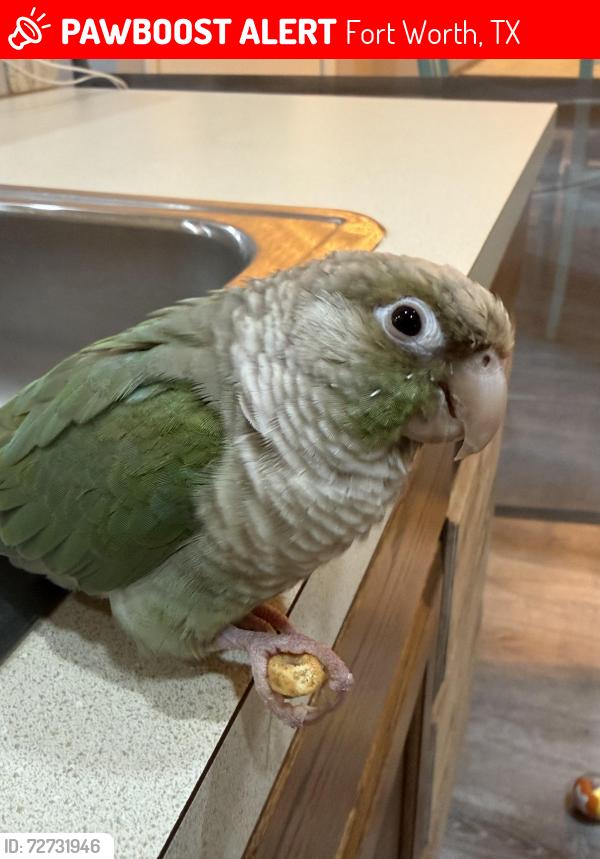 Lost Female Bird last seen Academy North TARRANT , Fort Worth, TX 76137