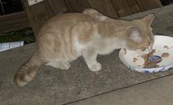 Found/Stray Unknown Cat last seen Good Street Granville , Granville, NSW 2142