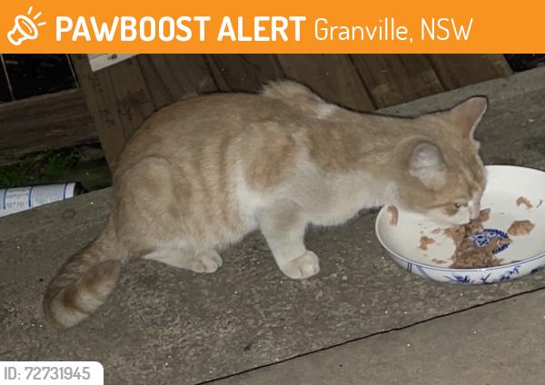 Found/Stray Unknown Cat last seen Good Street Granville , Granville, NSW 2142