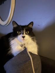 Lost Male Cat last seen Coffinberry neighborhood, Fairview Park, OH 44126