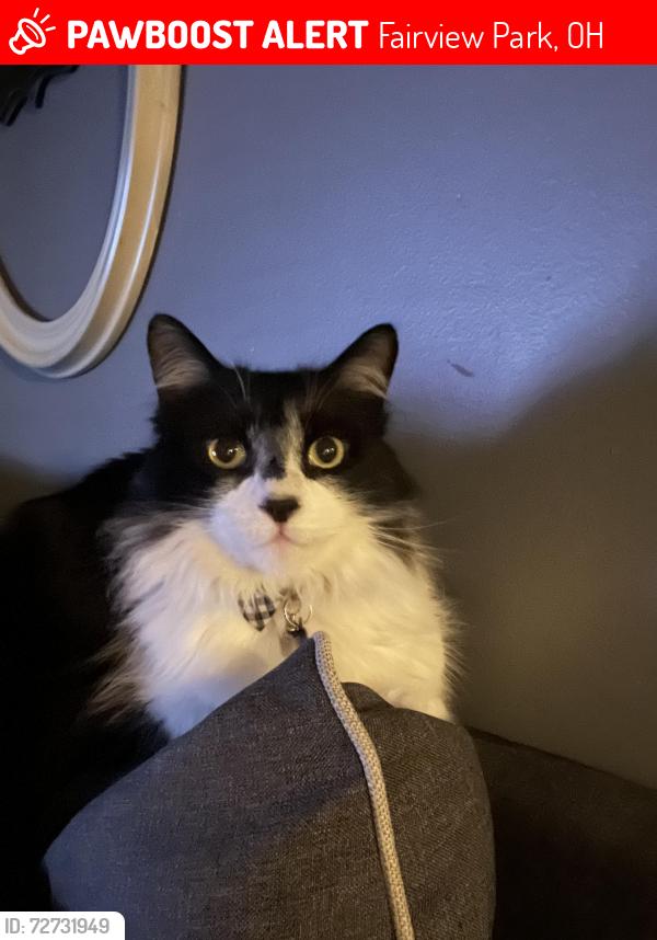 Lost Male Cat last seen Coffinberry neighborhood, Fairview Park, OH 44126
