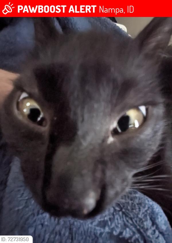 Lost Male Cat last seen Southside s , Nampa, ID 83686