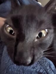 Lost Male Cat last seen Southside s , Nampa, ID 83686