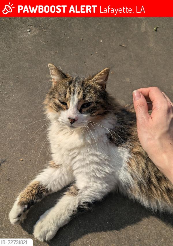 Lost Female Cat last seen Zilia street, Lyons Mart off of Moss, Lafayette, LA 70501