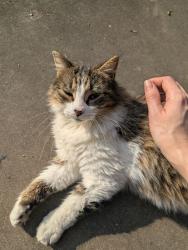Lost Female Cat last seen Zilia street, Lyons Mart off of Moss, Lafayette, LA 70501
