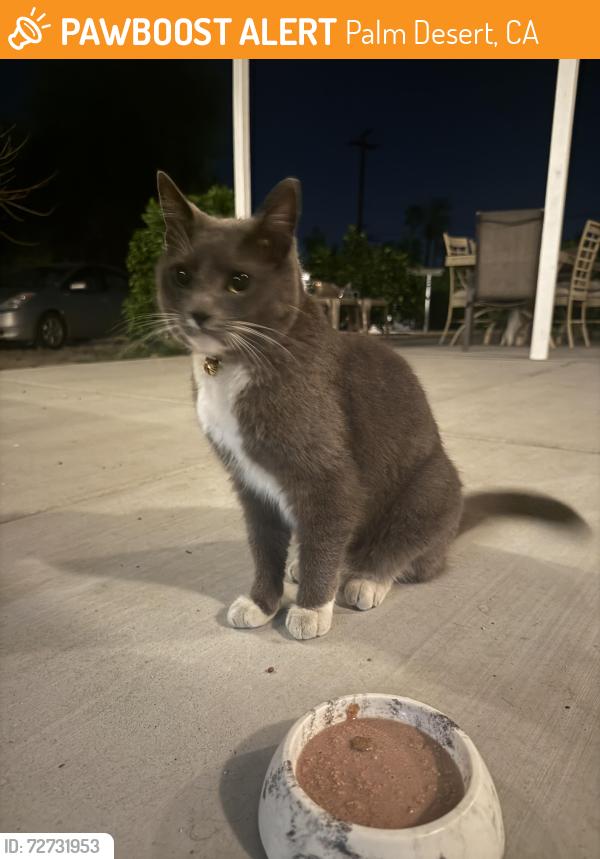 Found/Stray Male Cat last seen Atria Senior Living Palm Desert, Palm Desert, CA 92260