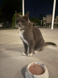 Found/Stray Male Cat last seen Atria Senior Living Palm Desert, Palm Desert, CA 92260