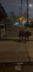 Found/Stray Unknown Dog last seen N Syndenham & Erie, Philadelphia, PA 19140