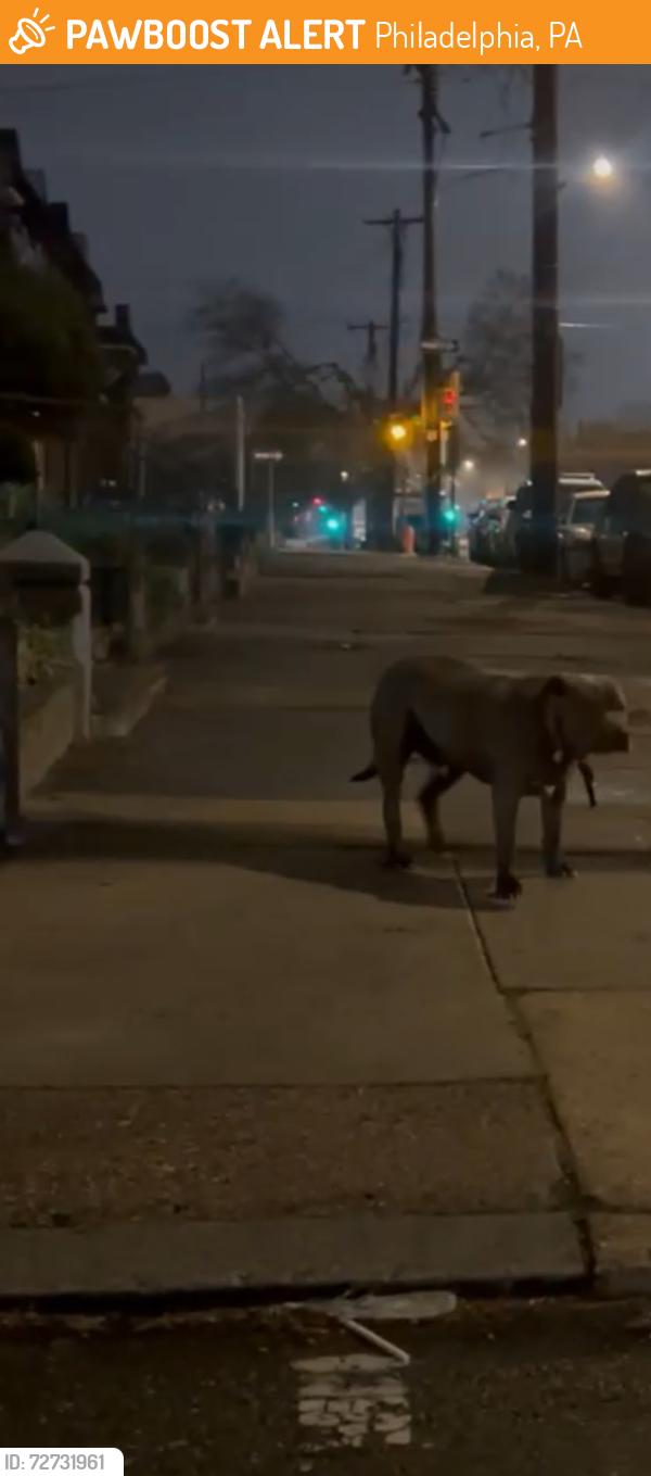 Found/Stray Unknown Dog last seen N Syndenham & Erie, Philadelphia, PA 19140