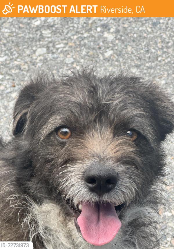 Found/Stray Male Dog last seen Mulberry , Riverside, CA 92501