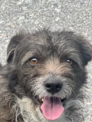 Found/Stray Male Dog last seen Mulberry , Riverside, CA 92501