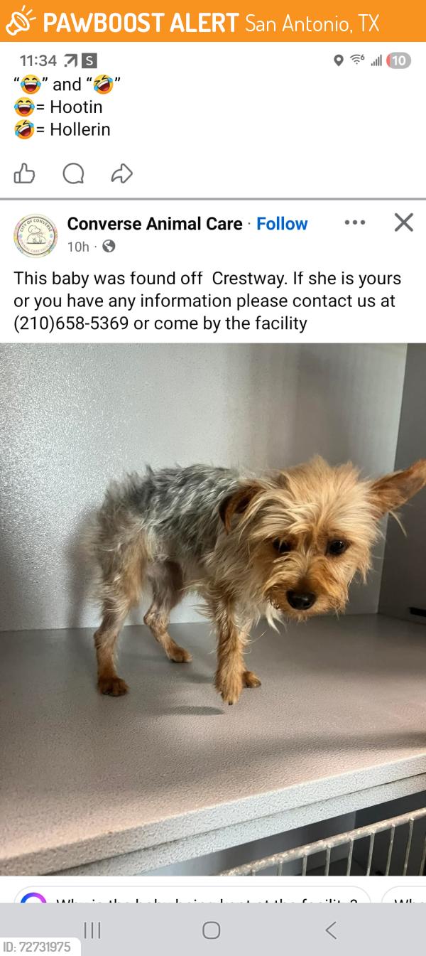 Found/Stray Female Dog last seen Crestway, San Antonio, TX 78239