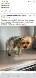 Found/Stray Female Dog last seen Crestway, San Antonio, TX 78239