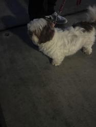 Found/Stray Unknown Dog last seen Arvila/ cobalt Dr Victorville ca 92392 , Victorville, CA 92392