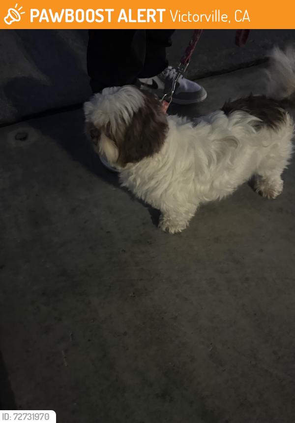 Found/Stray Unknown Dog last seen Arvila/ cobalt Dr Victorville ca 92392 , Victorville, CA 92392