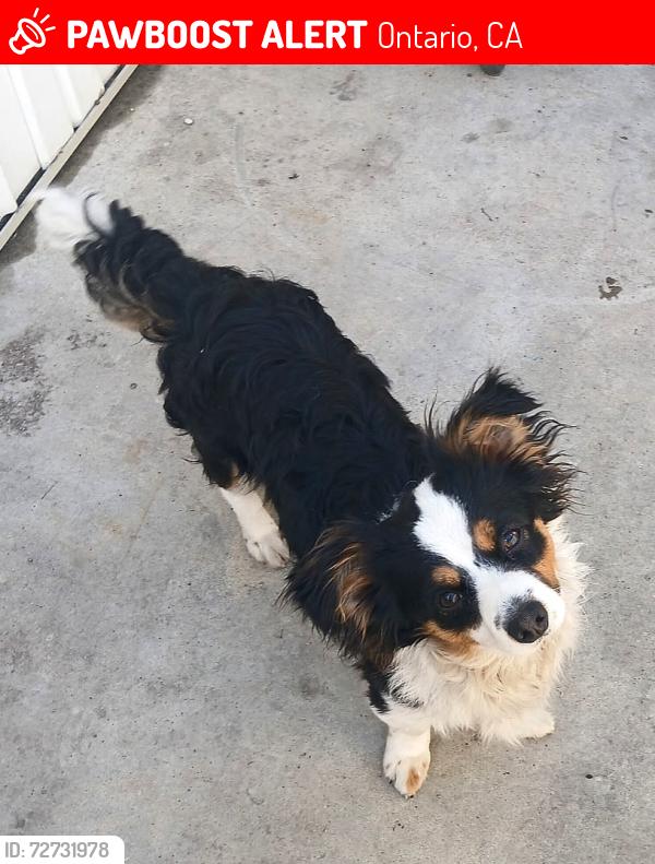 Lost Male Dog last seen Near E Holt Blvd , Ontario, CA 91764