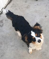 Lost Male Dog last seen Near E Holt Blvd , Ontario, CA 91764