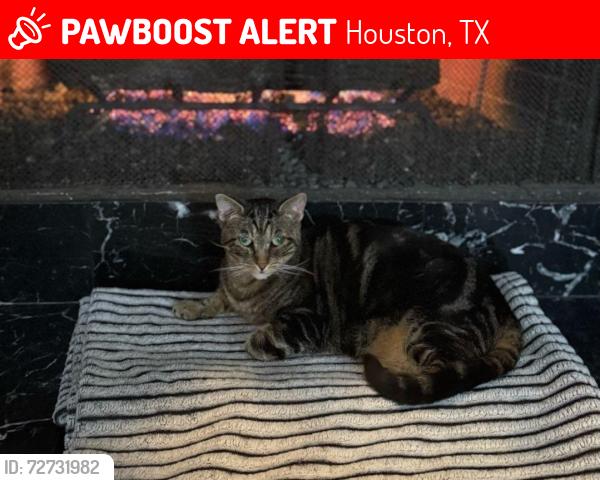 Lost Female Cat last seen El Dorado, Houston, TX 77062