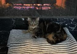Lost Female Cat last seen El Dorado, Houston, TX 77062