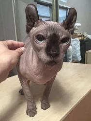 Found/Stray Unknown Cat last seen N Avenue 52 & Granada St, Los Angeles, CA 90042