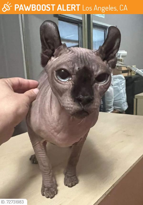 Found/Stray Unknown Cat last seen N Avenue 52 & Granada St, Los Angeles, CA 90042
