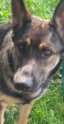 Lost Male Dog last seen Edmund and Avon, Saint Paul, MN 55104