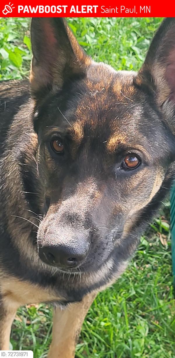 Lost Male Dog last seen Edmund and Avon, Saint Paul, MN 55104