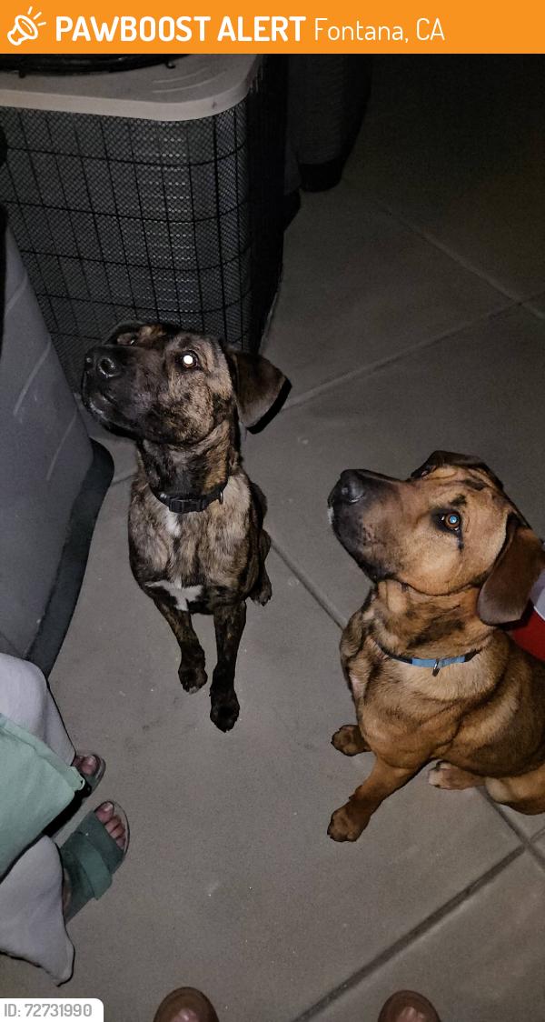 Found/Stray Male Dog last seen Citrus and Sierra, Fontana, CA 92335