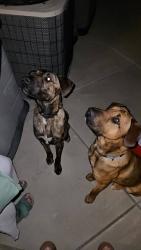 Found/Stray Male Dog last seen Citrus and Sierra, Fontana, CA 92335