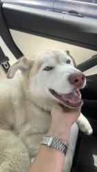Found/Stray Male Dog last seen La Paz & Marguerite , Mission Viejo, CA 92692