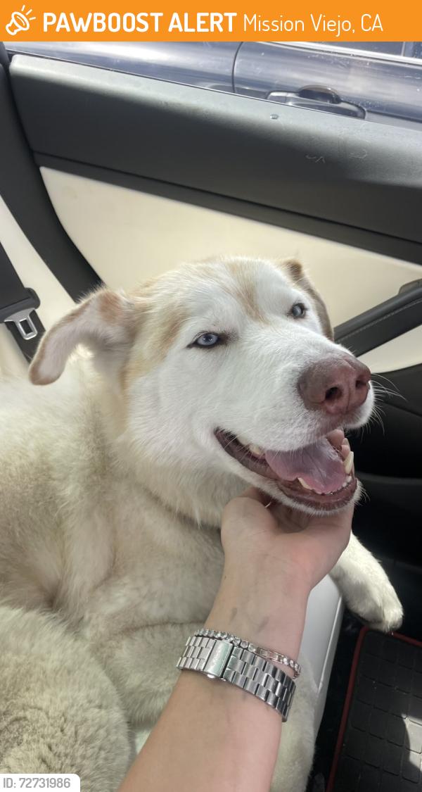 Found/Stray Male Dog last seen La Paz & Marguerite , Mission Viejo, CA 92692
