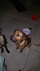 Found/Stray Male Dog last seen Citrus and Sierra, Fontana, CA 92335