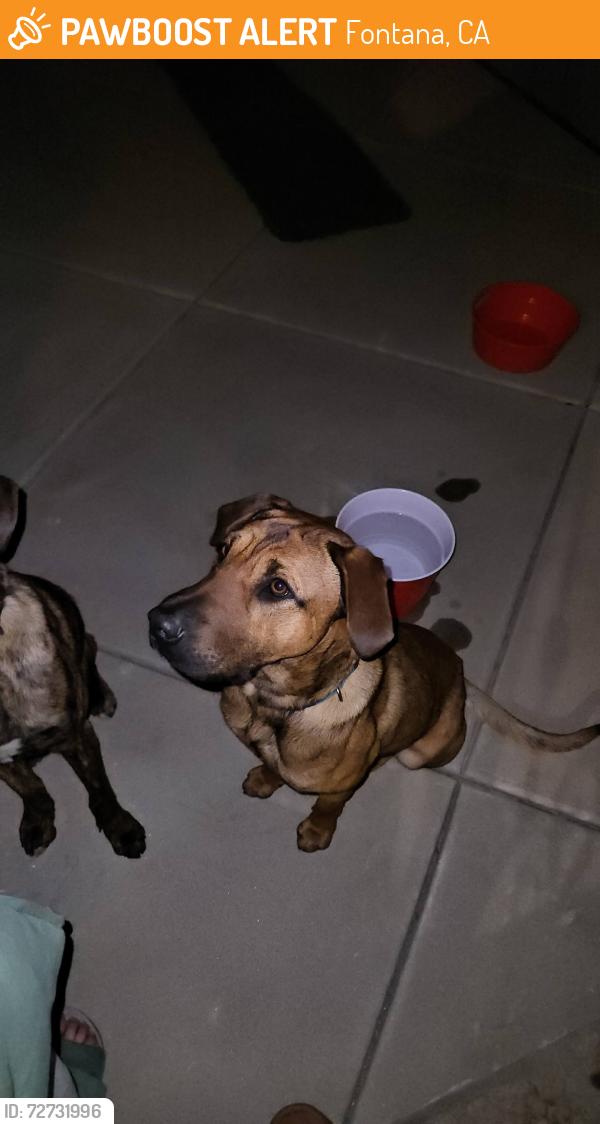 Found/Stray Male Dog last seen Citrus and Sierra, Fontana, CA 92335