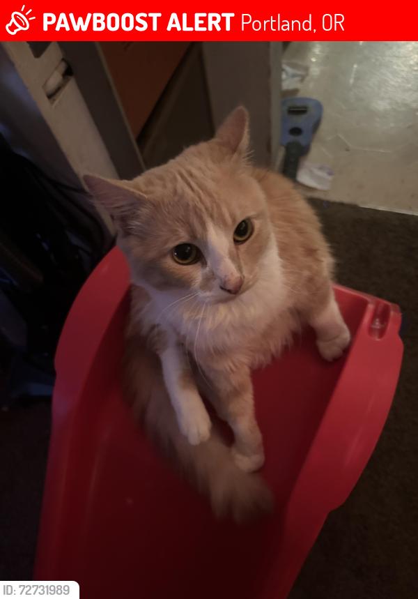 Lost Male Cat last seen 128th & foster, Portland, OR 97236