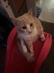 Lost Male Cat last seen 128th & foster, Portland, OR 97236