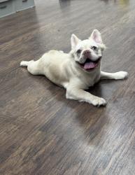 Lost Female Dog last seen Westgreen Rd , Katy, TX 77450