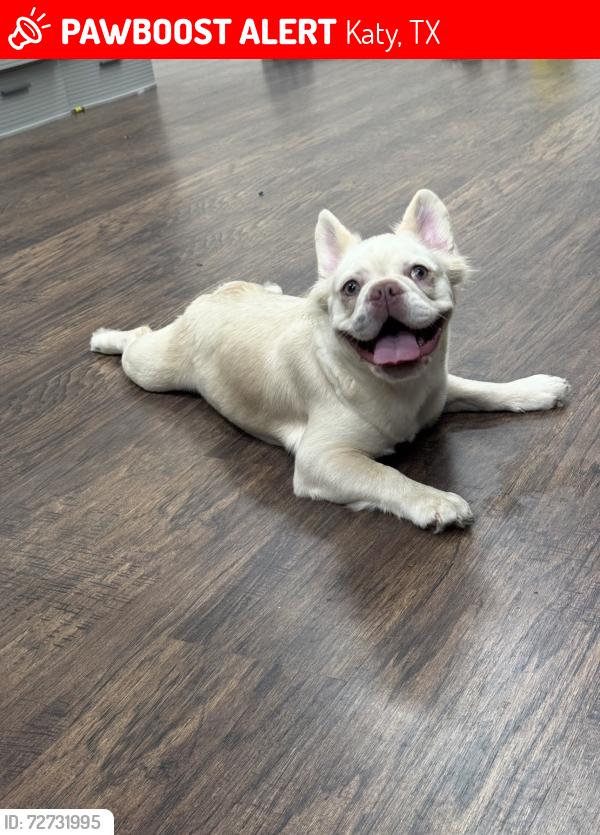 Lost Female Dog last seen Westgreen Rd , Katy, TX 77450