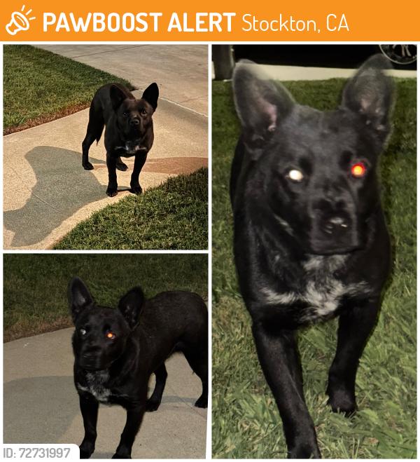 Found/Stray Unknown Dog last seen Ponce de Leon, Stockton, CA 95210
