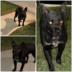 Found/Stray Unknown Dog last seen Ponce de Leon, Stockton, CA 95210