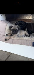 Lost Female Dog last seen Foothill high school 93306 , Bakersfield, CA 93306