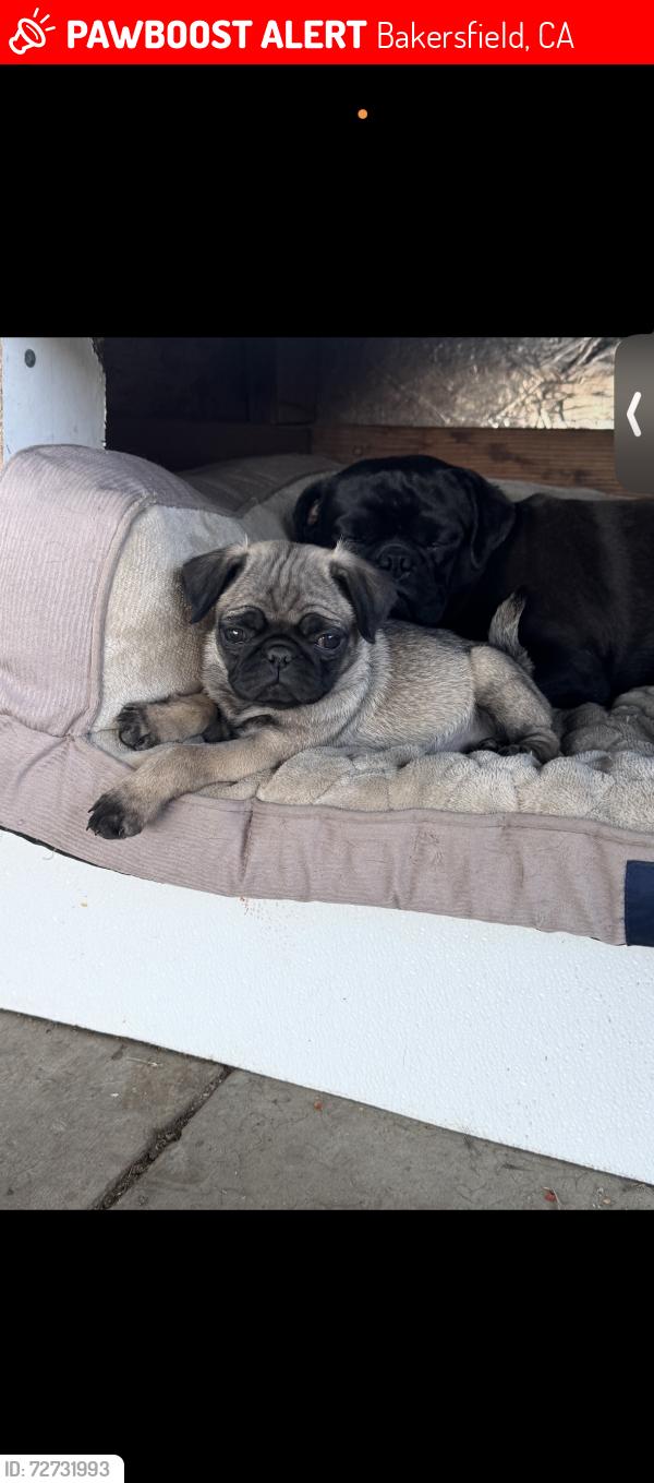 Lost Female Dog last seen Foothill high school 93306 , Bakersfield, CA 93306