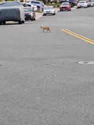 Found/Stray Unknown Cat last seen Ayamonte & Encinas, Mission Viejo, CA 92692
