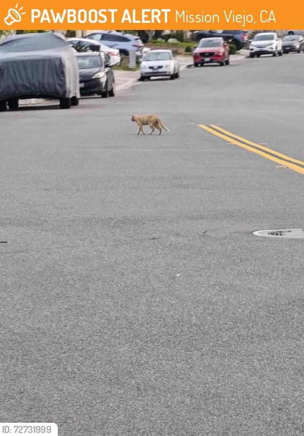 Found/Stray Unknown Cat last seen Ayamonte & Encinas, Mission Viejo, CA 92692
