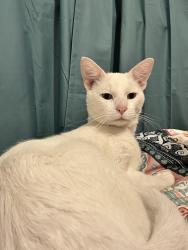 Found/Stray Male Cat last seen Rose Garden Elementary , Schertz, TX 78154
