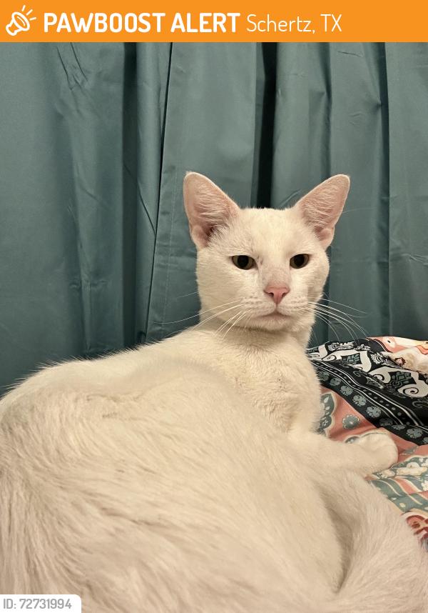 Found/Stray Male Cat last seen Rose Garden Elementary , Schertz, TX 78154